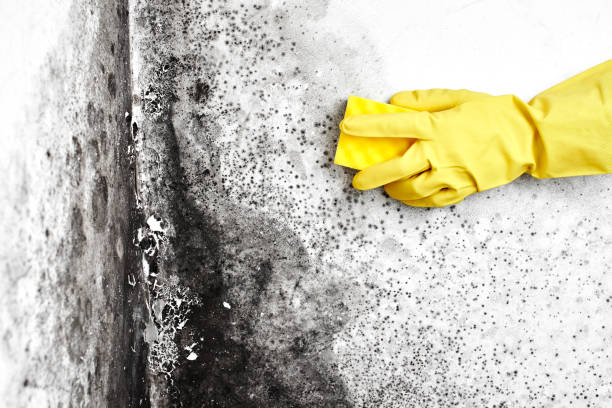 Best Preventive Mold Services in Saucier, MS