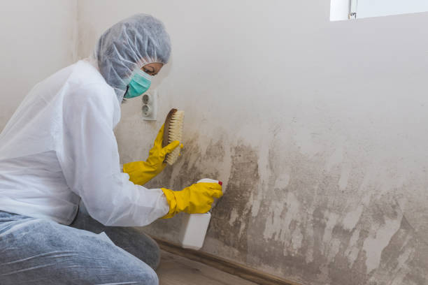 Best Emergency Mold Remediation in Saucier, MS
