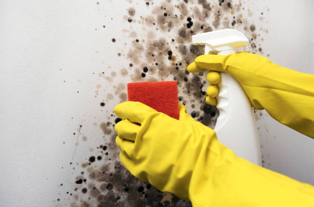 Best Industrial Mold Remediation in Saucier, MS