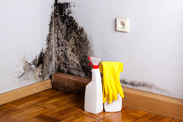 Best Attic Mold Remediation in Saucier, MS