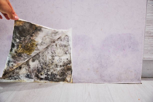 Best Attic Mold Remediation in Saucier, MS